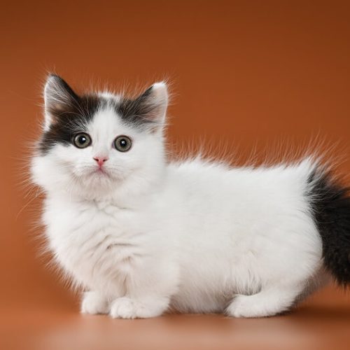 Munchkin