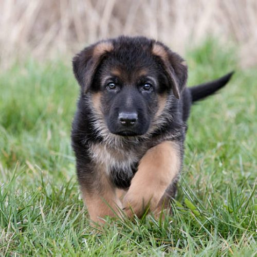 Purebred young German Shepherd dog puppy running around outdoors on a grass field on a sunny spring day.